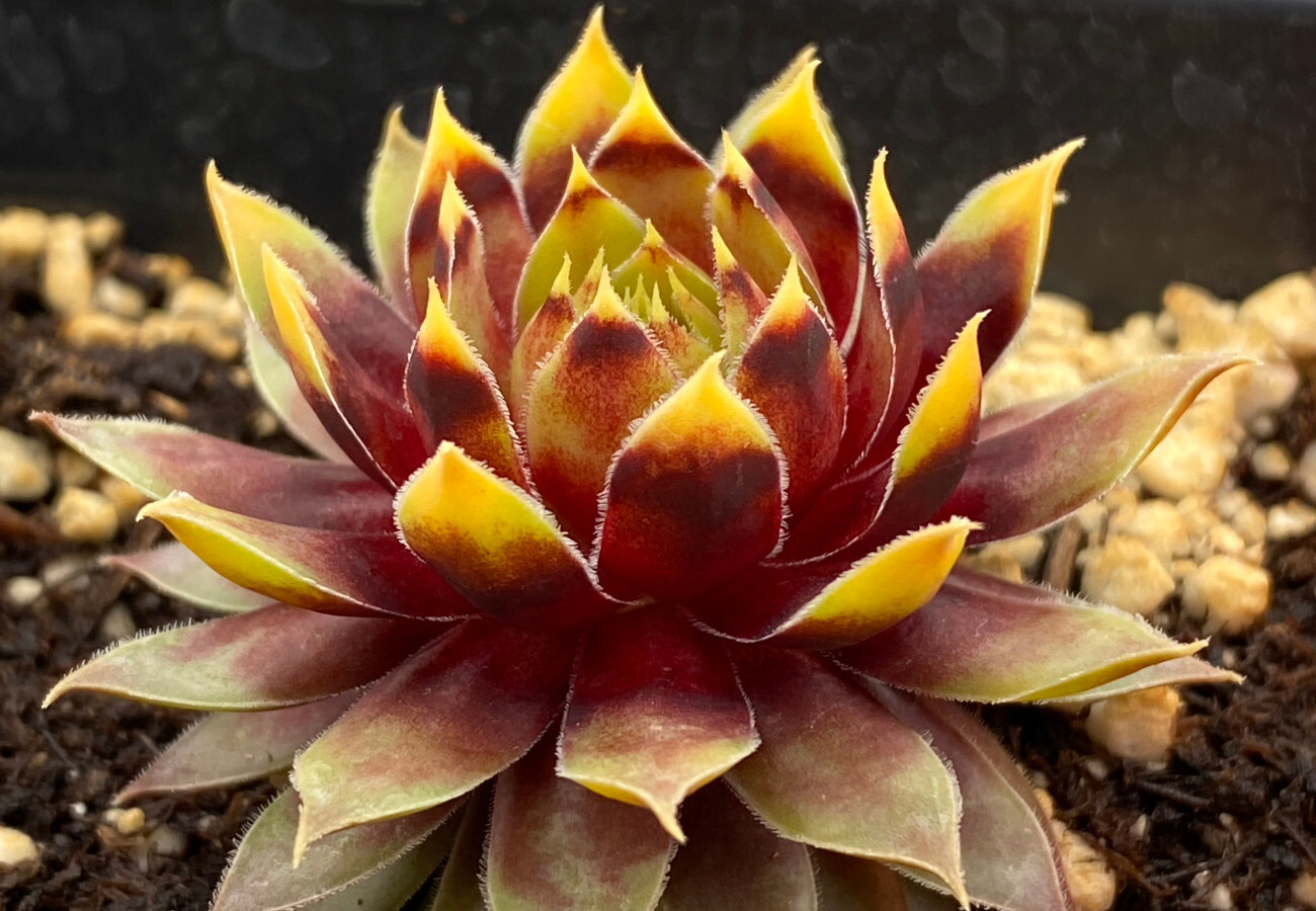 sun sempervivum GOLD RUSH new changing hen & chicks 2″ pot = 1 Live Potted Plant