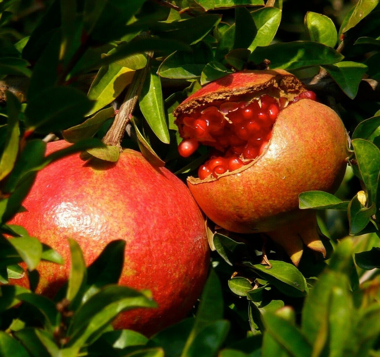 Pomegranate Tree – Live Fruit Tree – Hardy Outdoor Plant – USDA Certified