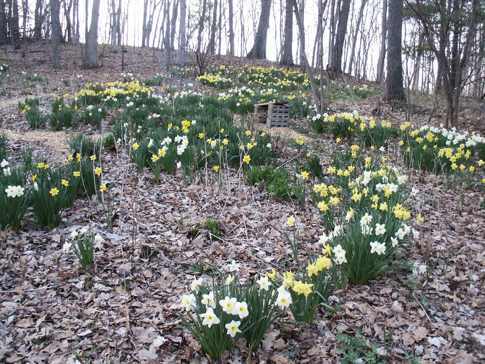 175 Daffodil Bulbs White ICE FOLLIES Narcissus FromMyGarden *CanSplit*PlsREAD*