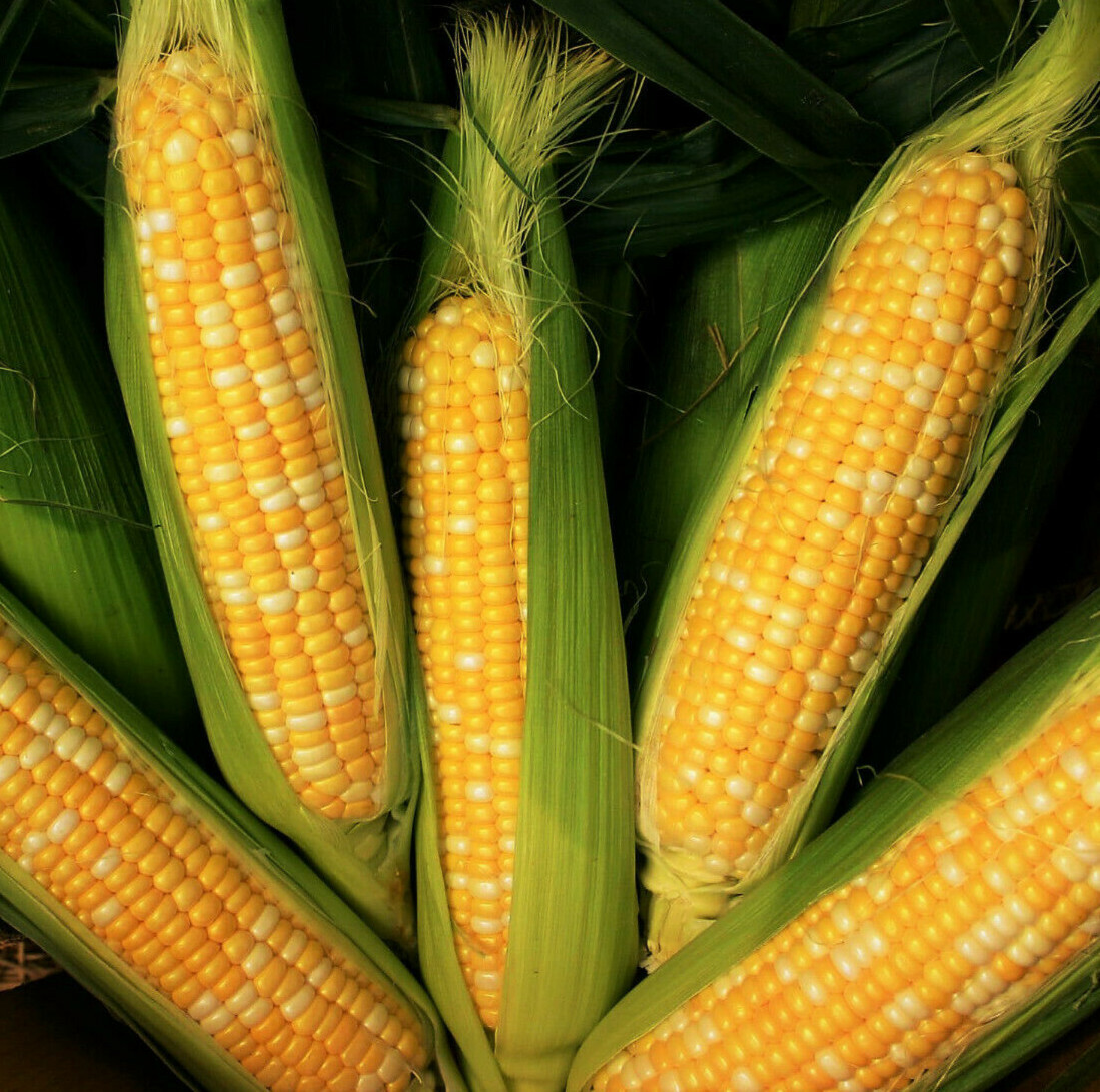 Peaches and Cream Sweet Corn Seeds | Untreated Hybrid Bicolor Yellow White 2024