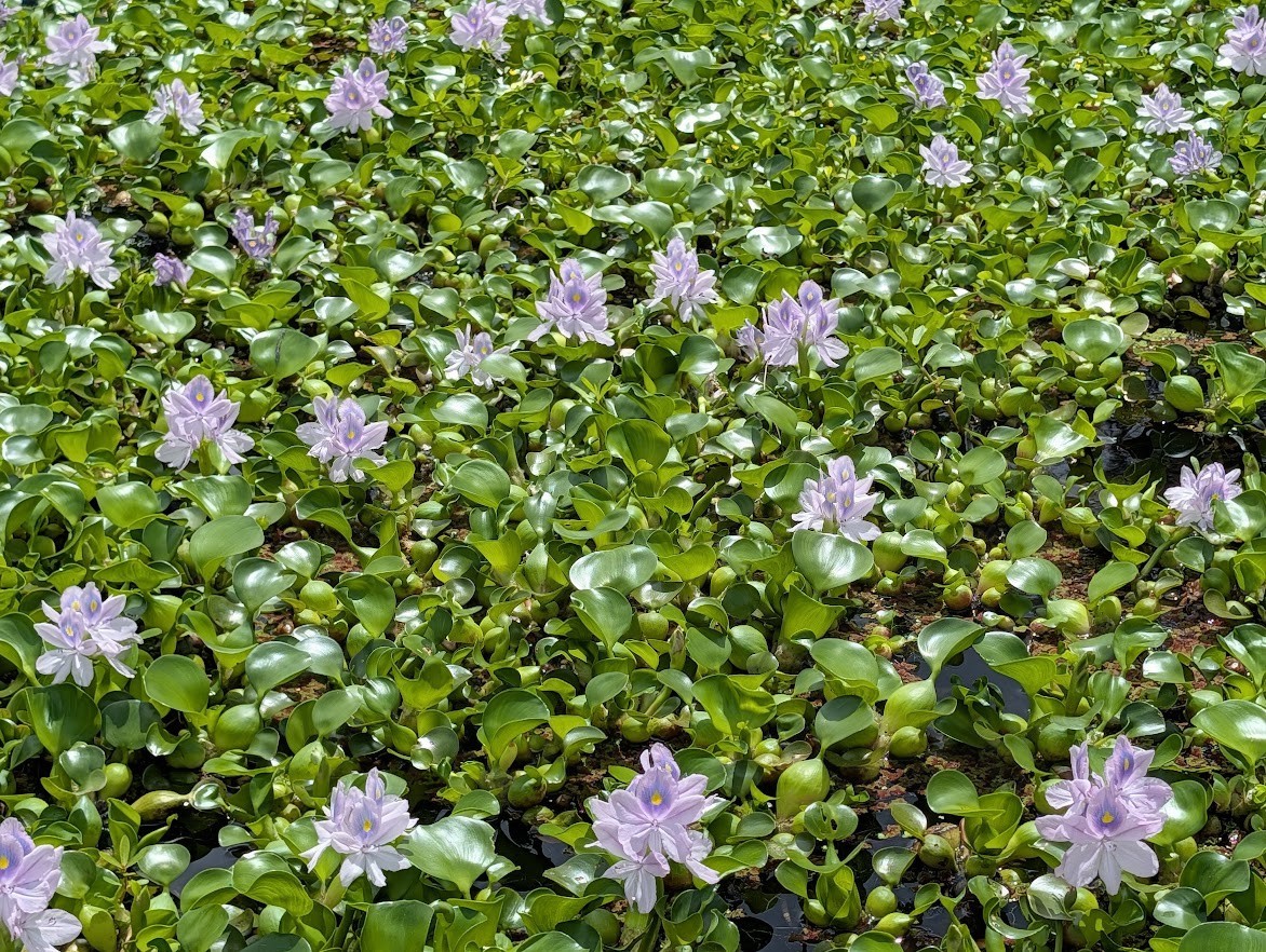10 Water Hyacinth Pond Plant Floating Live READ DESCRIPTION