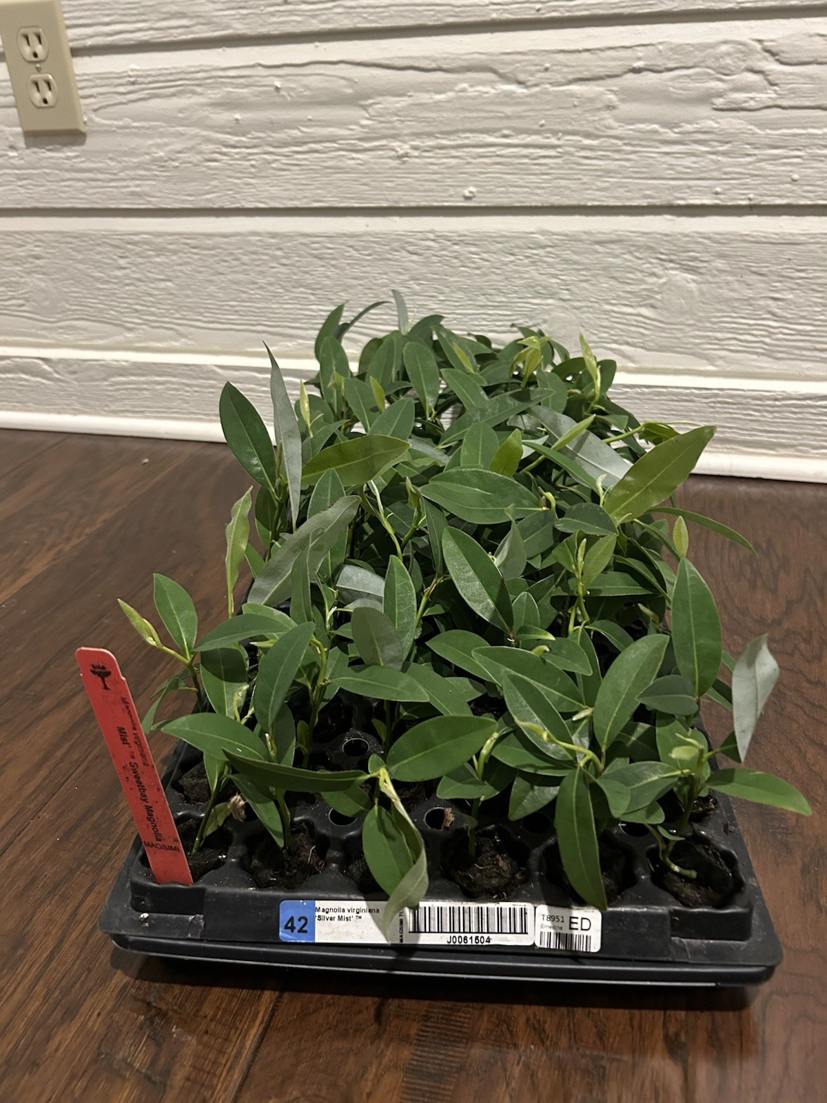 Sweetbay Magnolia (Magnolia virginiana “Silver Mist”) – TC Plant Plug -3-6 in