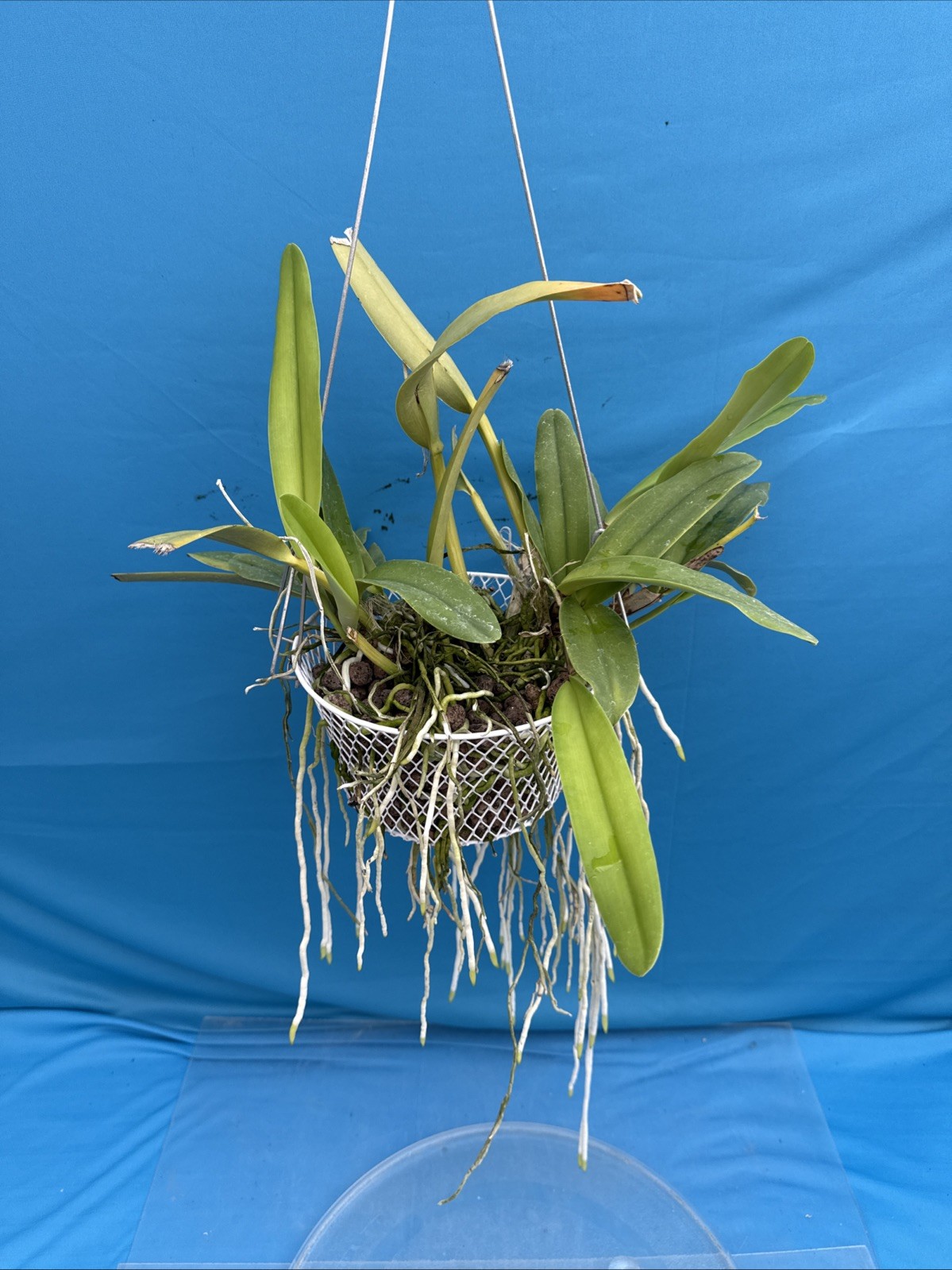 Cattleya maxima albescens ‘Koenigin Sylva’ SM/DOG White Orchid Species 9” Basket