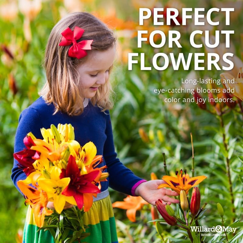 Asiatic Lilies Mix (10 Pack of Bulbs) – Freshly Dug Perennial Lily Flower Bulbs