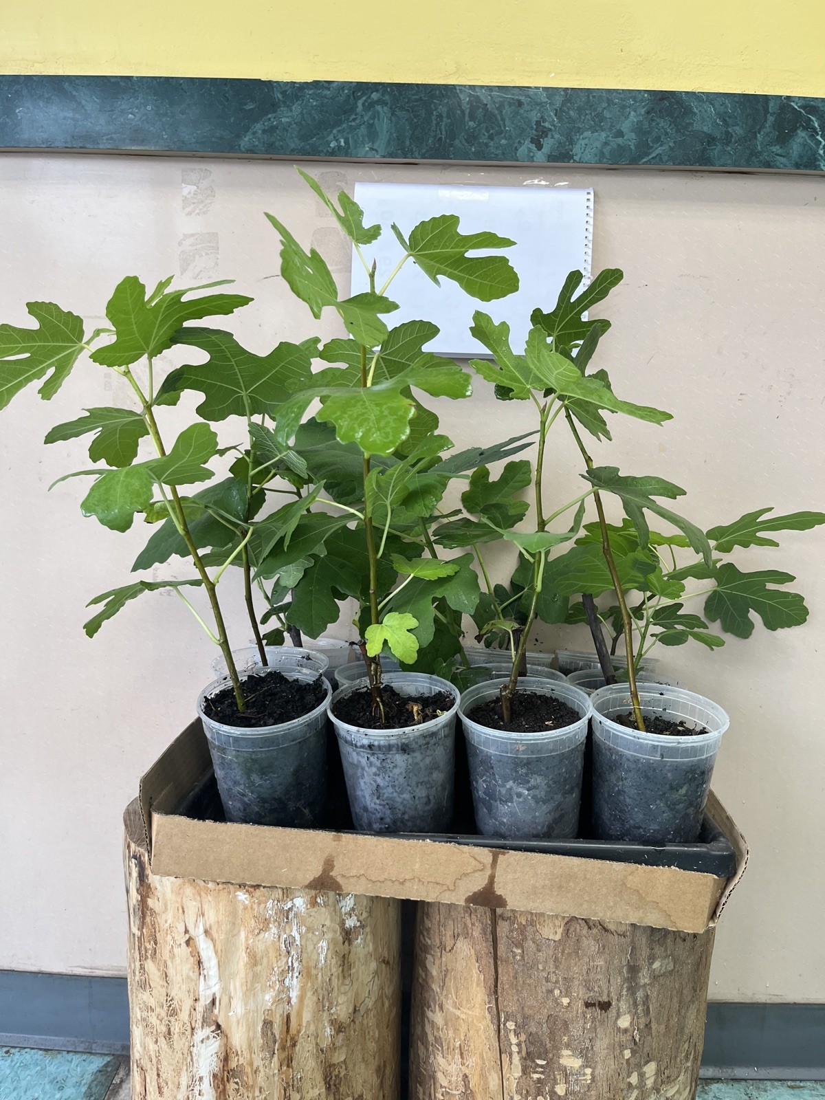Two Fig Trees