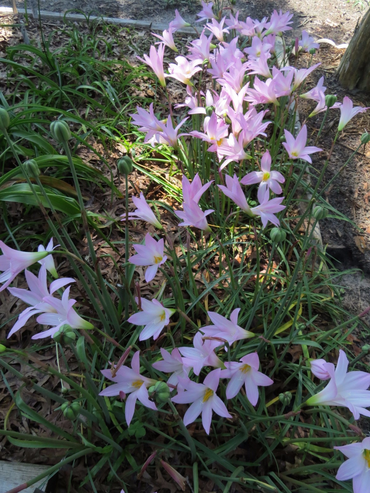 Rain Lily, Habranthus Robustus ‘Russell Manning’, 4 bulbs, RARE, zephyranthes