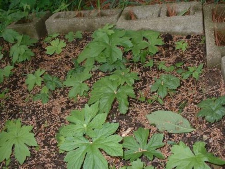 Canadensis Puccoon Hydrastis Also Called Orange 5 Golden Seal Bares Roots Stalks