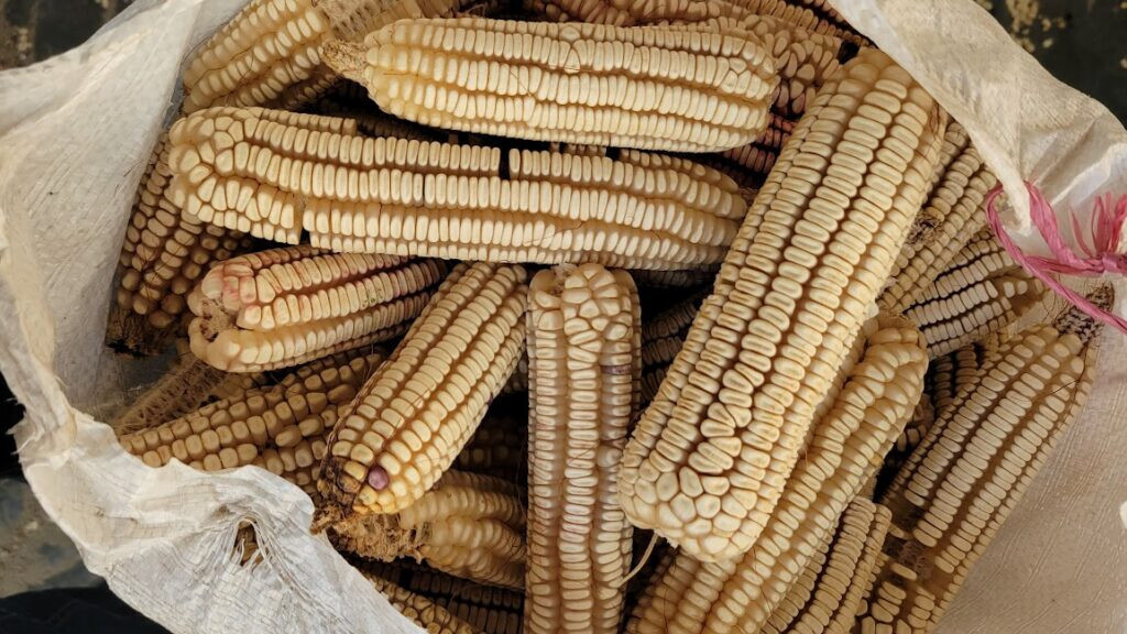 Oaxacan Olotillo White MEXICAN HEIRLOOM Corn Seeds (30) / TORTILLA CORN / RARE
