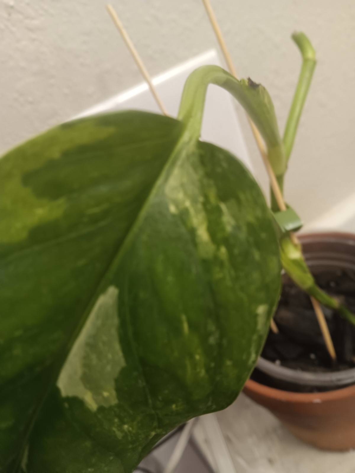 Monstera Lechleriana Fully Established Live PLANT 🪴 BEAUTY