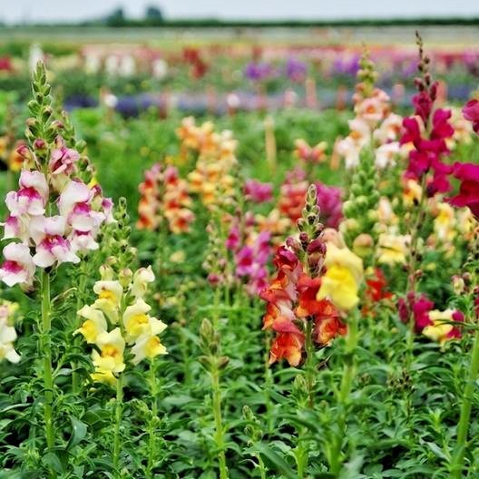 2000+SNAPDRAGON TETRA MIX Flower Seeds Spring Fall Garden Patio Container Easy
