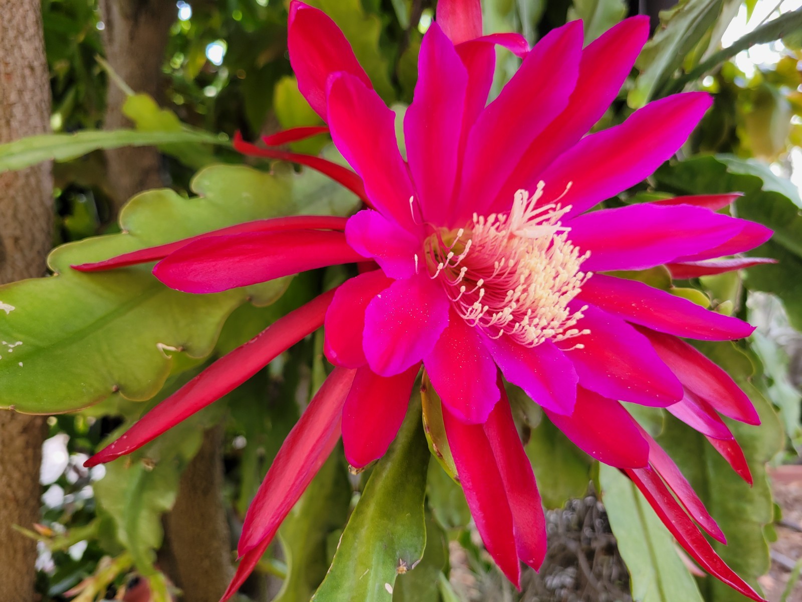 Epiphyllum Masada Unrooted Cuttings / 8 to 10 inches long / Epicactus