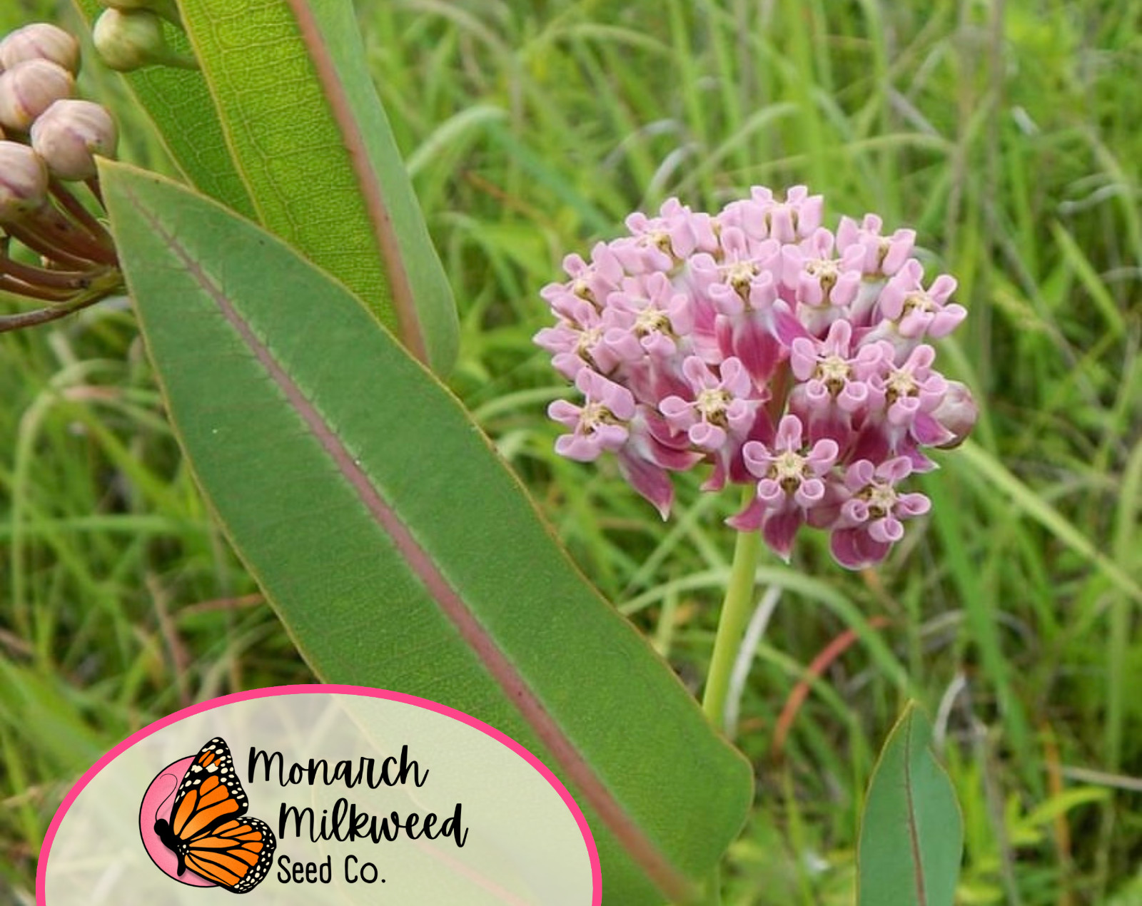 40+ Prairie Milkweed Seeds | Native Perennial Wildflower for Monarch Butterflies