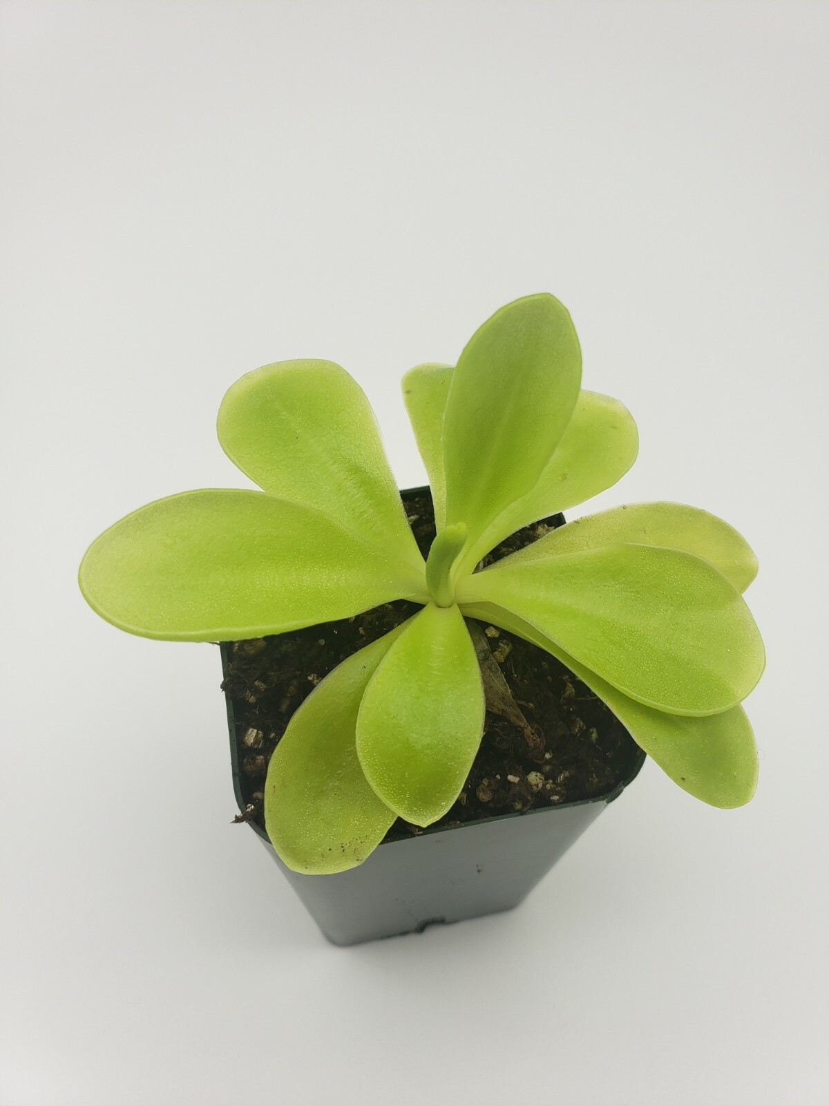 Pinguicula gigantea x ‘Huahuapan’ (Butterworts) carnivorous plant