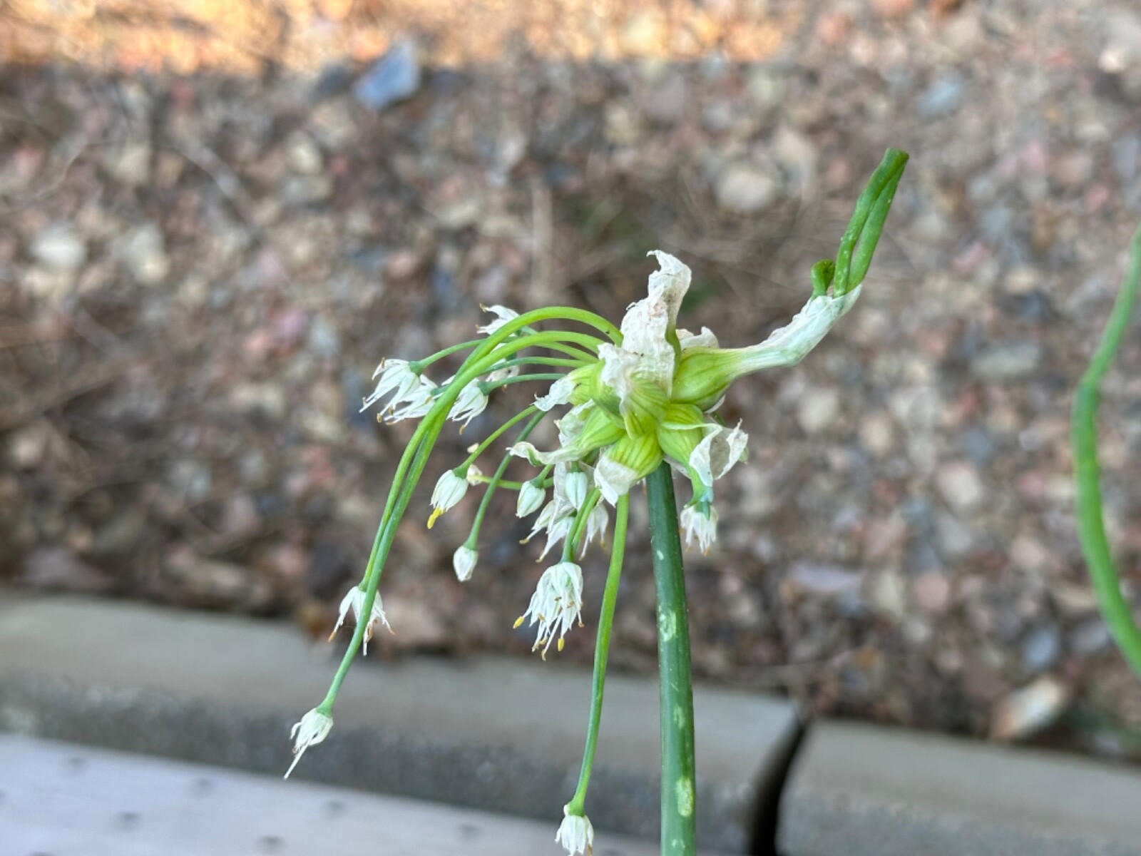 5 Egyptian Walking Onions, Tree Onion, top Onions. 5 roots to start