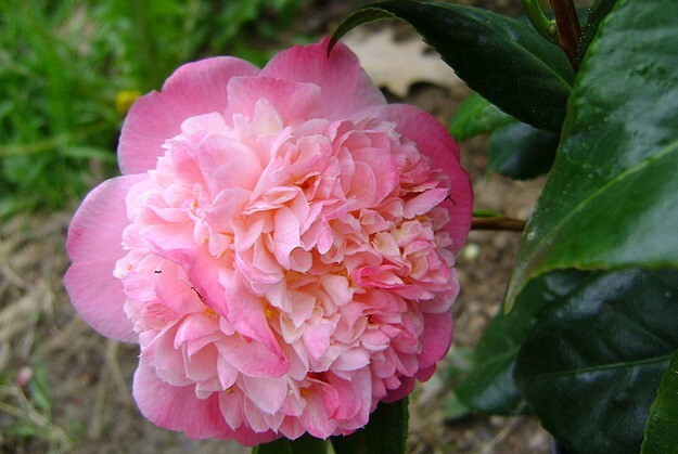 Mrs. Lyman Clarke~Camellia Japonica-Live Starter Plant -Highly Variable Blooms!