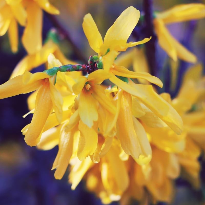 2 Lynwood Gold Forsythia Bush Live Bareroots 6-12 Inch Tall, Fragrant Shrub