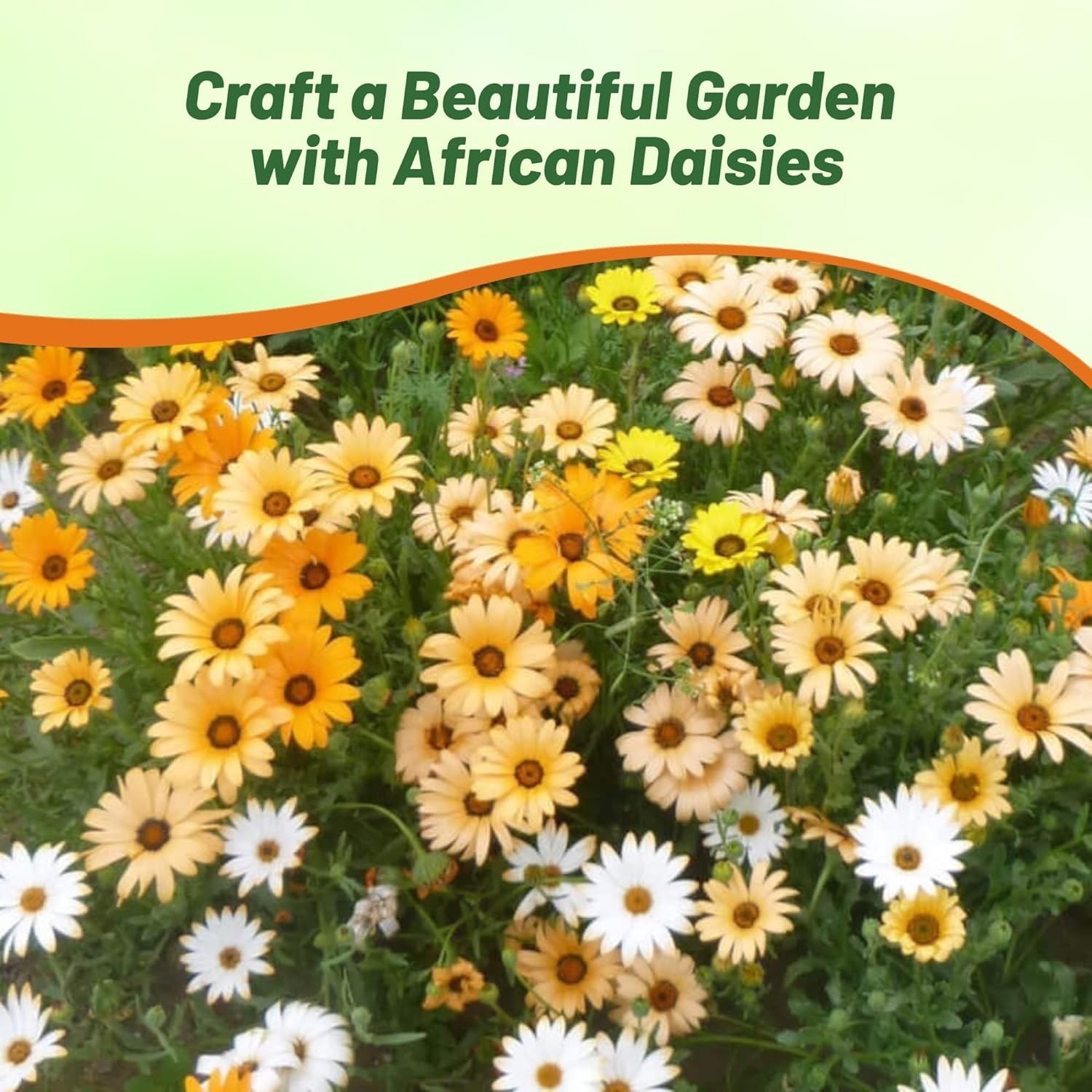 1 LB African Daisy Seed Mix For Planting – Wild Flower Seeds For Xeriscape