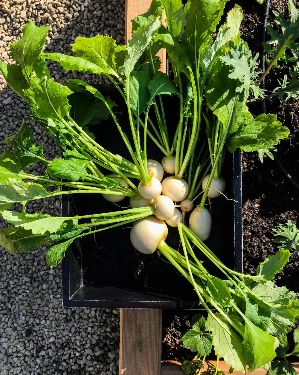 Shogoin Turnip Seeds |White Japanese Root Hakurei Beet Asian Vegetable Seed 2024