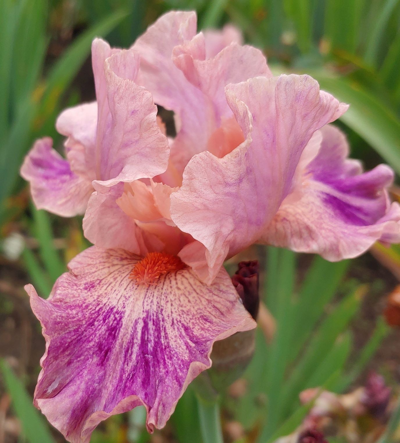 ‘Body Painting’ IB Bearded Iris Rhizome PRE-SALE to Ship Aug/Sept