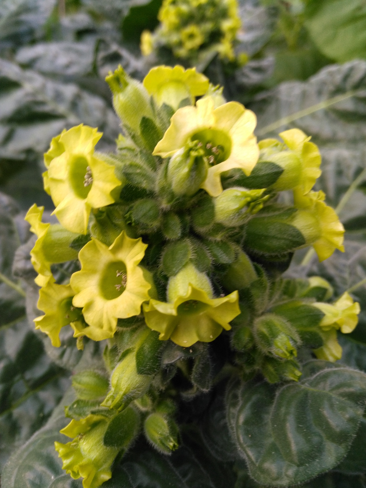 Ceremonial Indian TOBACCO 1000+ SEEDS NICOTIANA RUSTICA Mapacho Aztec Makhorka
