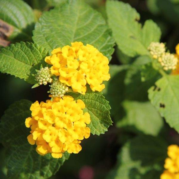 Lantana Assorted Rooted Starter Plant Bundle Live House Plants BUY 2 GET 1 FREE