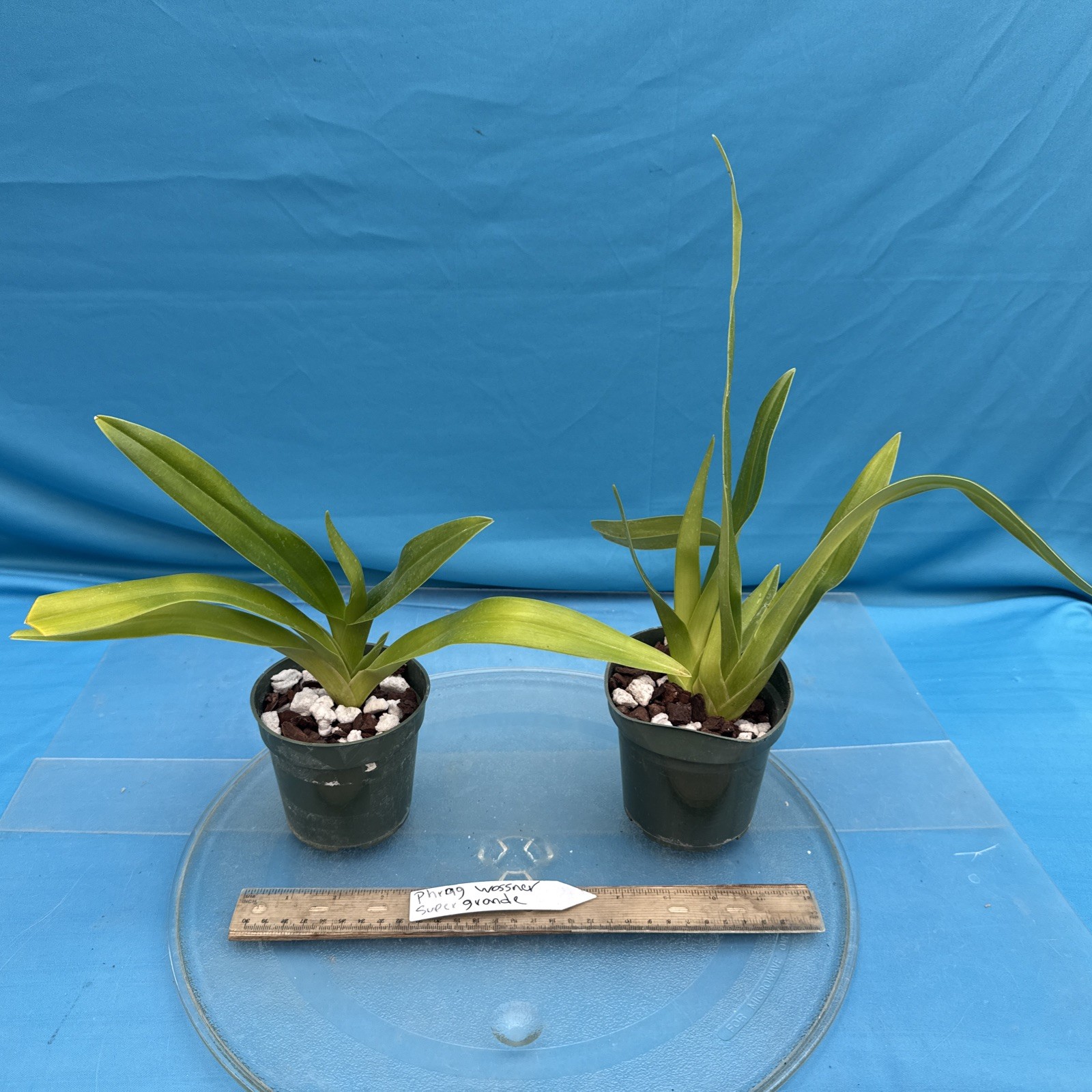 Phragmipedium Wossner Supergrande Olive Green Red Orchid New Growth 3.5” Pot