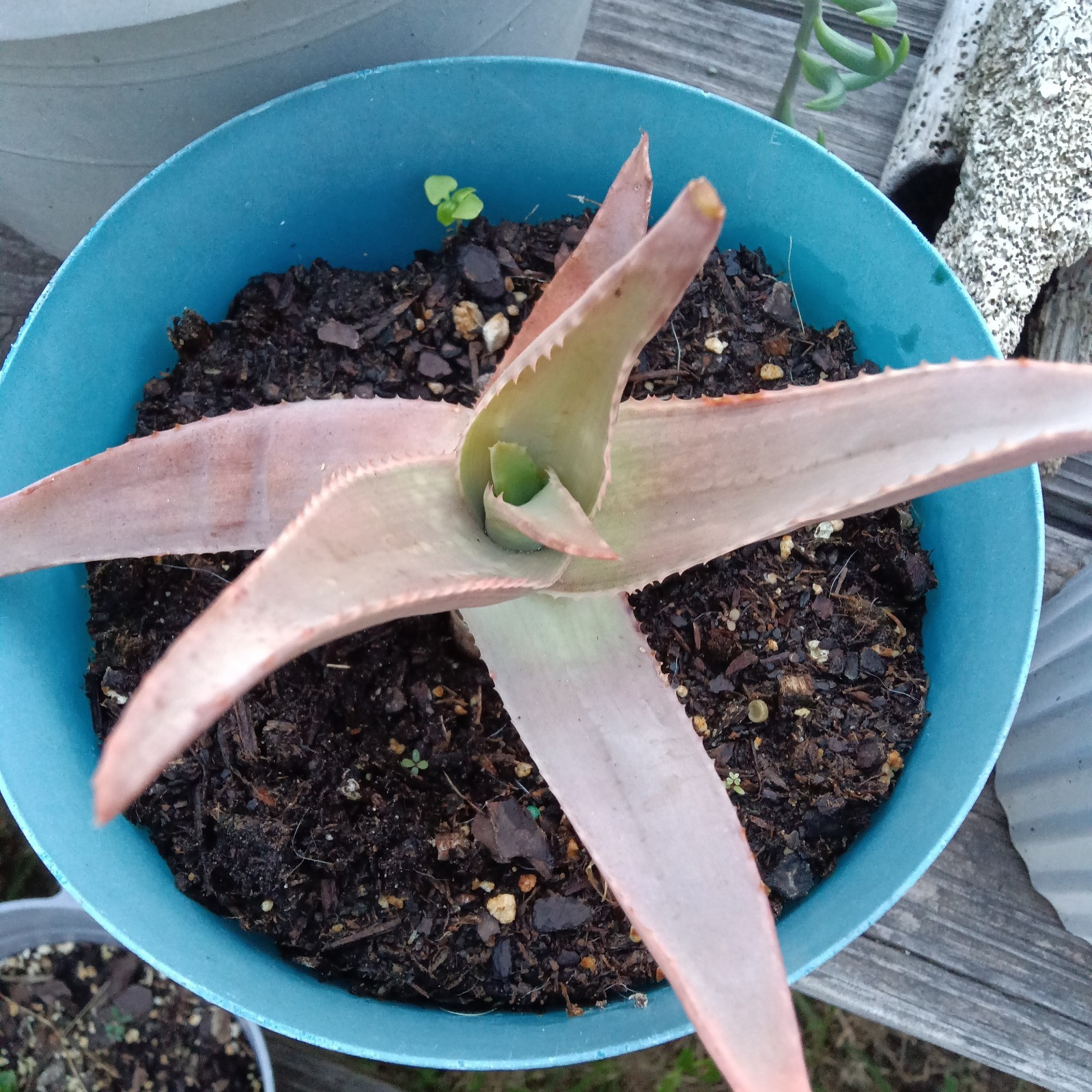 Aloe Striata (Coral Aloe) Live Succulent Plant – 4” Rooted Plant