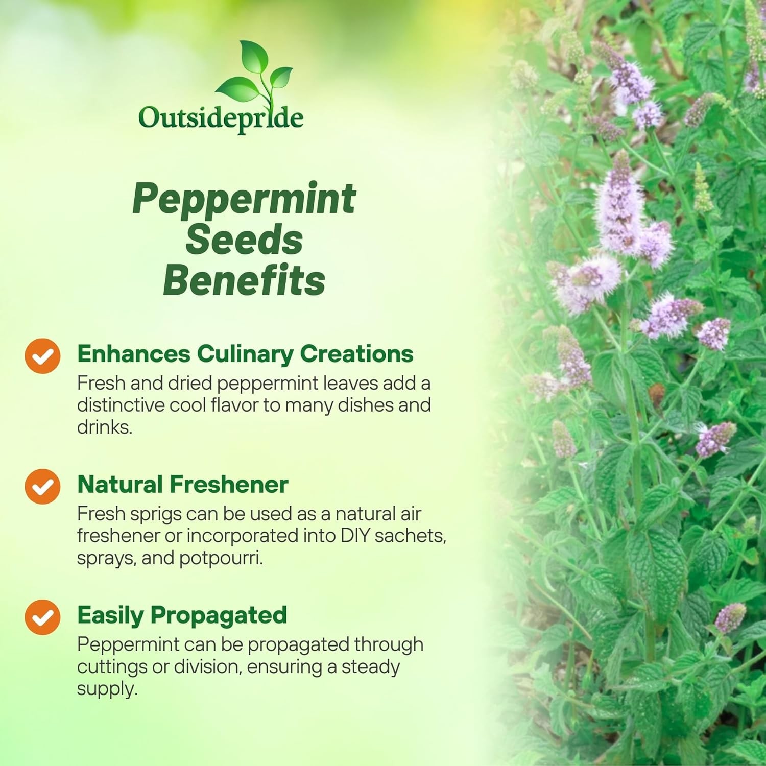 5000 Seeds Peppermint Seed – Mentha Piperita Herb Seeds