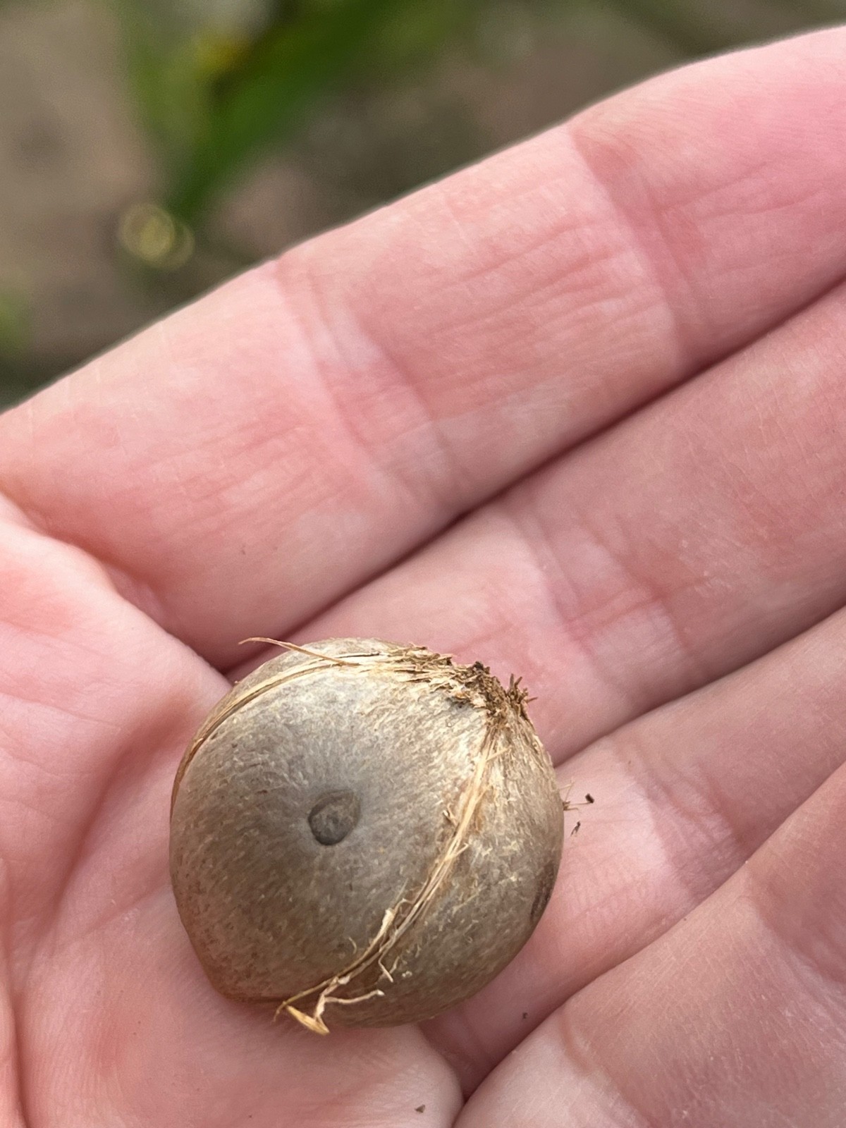 Jubaea chilensis (wine palm) tree seeds (225 seeds for $90)