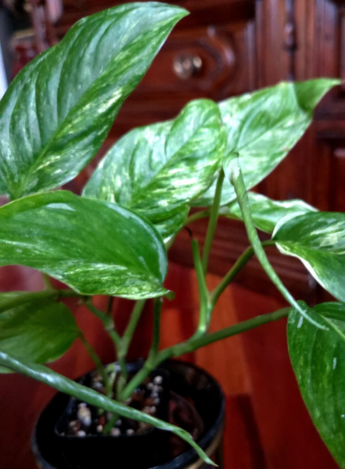 Rare Monstera Laniata Mint Tricolor 14″ Tall 2 Plants No Philodendron Anthurium