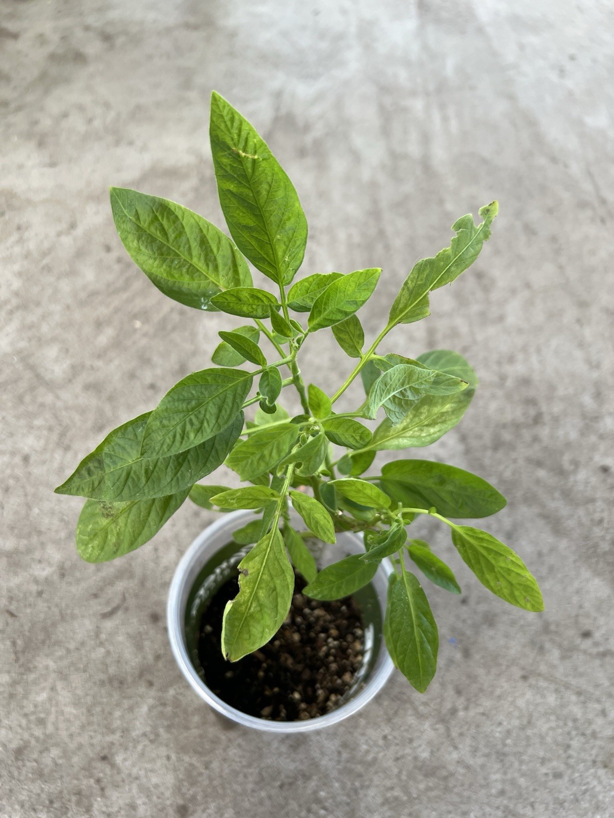 1 Pepino Melon Plant Cutting With Pot 15” Golden Sweet Ginseng Fruit Plant