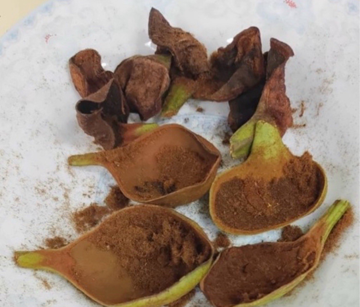 Platycerium Staghorn Fern Ridleyii Spores 2025 Fresh Spore
