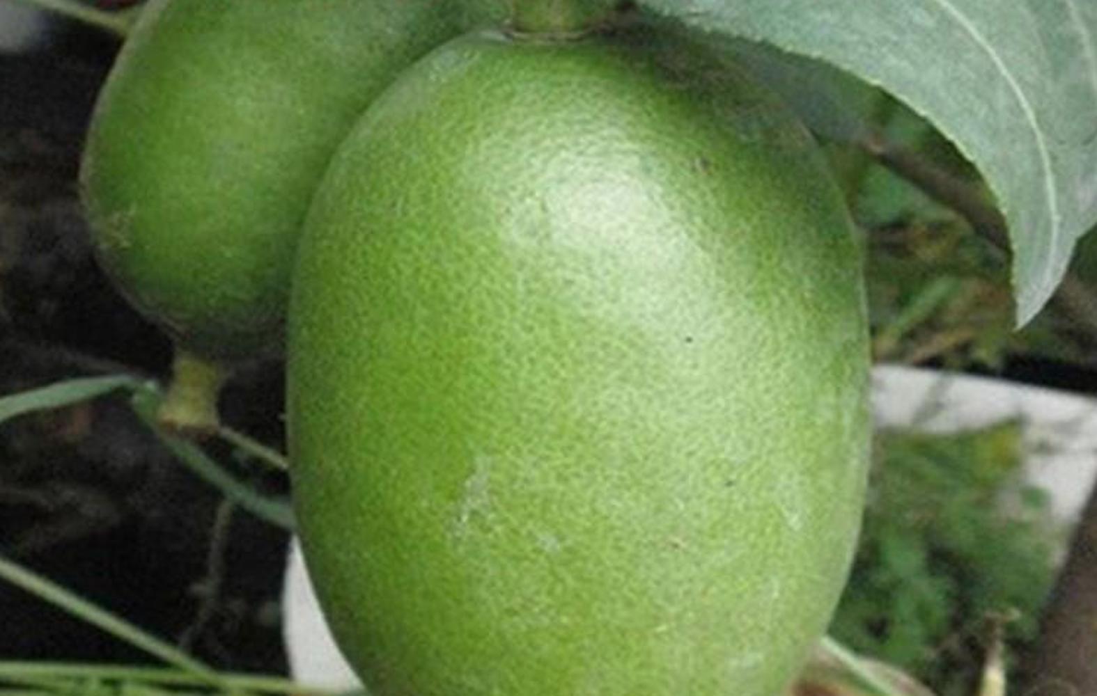 (10) LEMON/LIME SEEDS perennial garden bed citrus bush plant USA SELLER W/TRACK