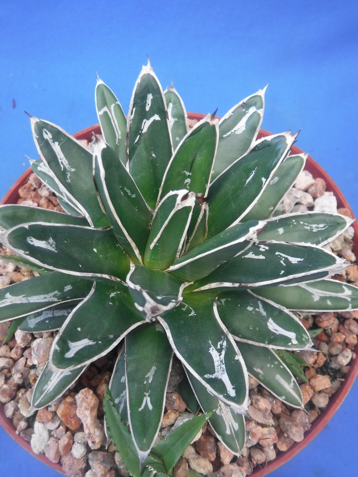 Agave victoria-reginae compacta Queen Victoria Agave 5″ Wide + 4 PUPS! I5