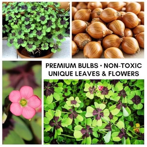 Oxalis Shamrock Bulbs 20 Count Good Luck Plant Fast Growing Year Round Color