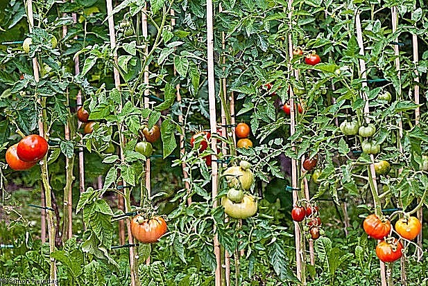 barlow jap round VARIANT tomato heirloom non-gmo DELICIOUS O.P. LYCOPENE SOURCE