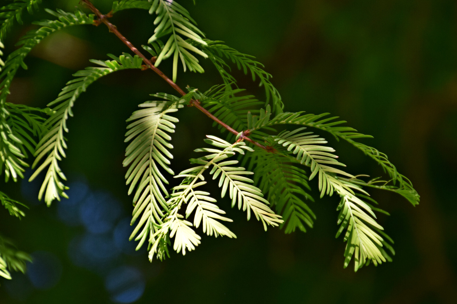 Dawn Redwood | Lot of 30 Tree Seedlings | The Jonsteen Company