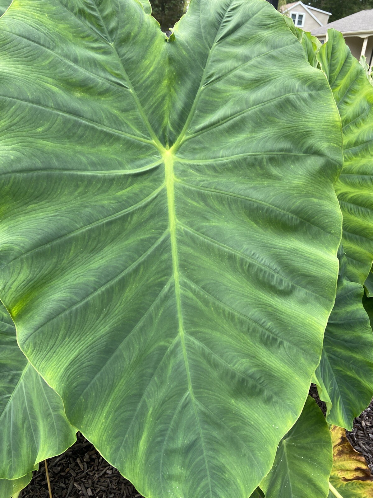 3 MEDIUM size Elephant Ear Bulbs….SPRING SALE!