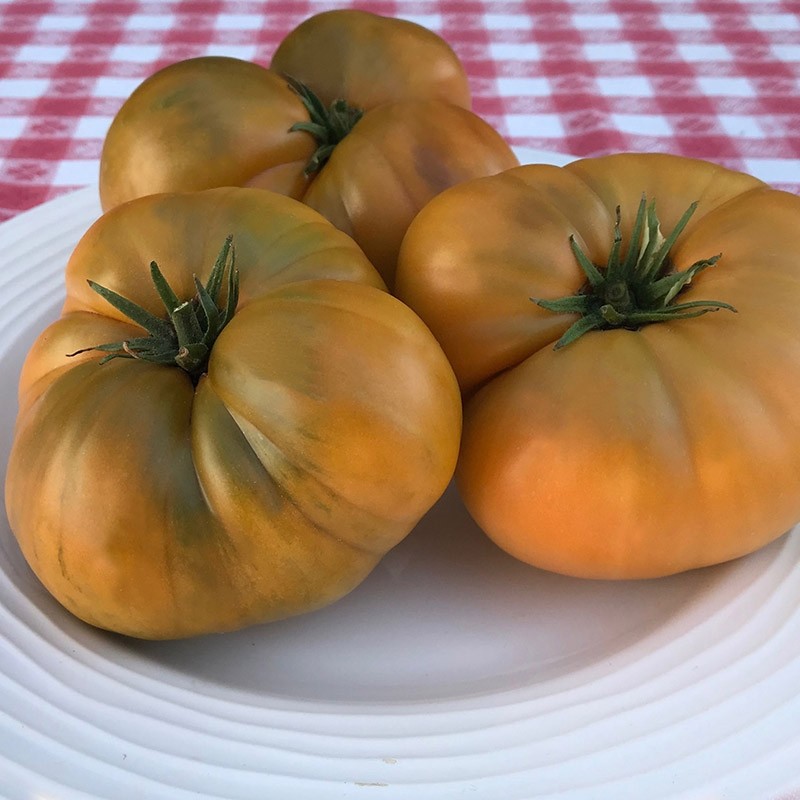 10 seeds Uluru Ochre DWARF Tomato Variety ORGANIC DTP beefsteak