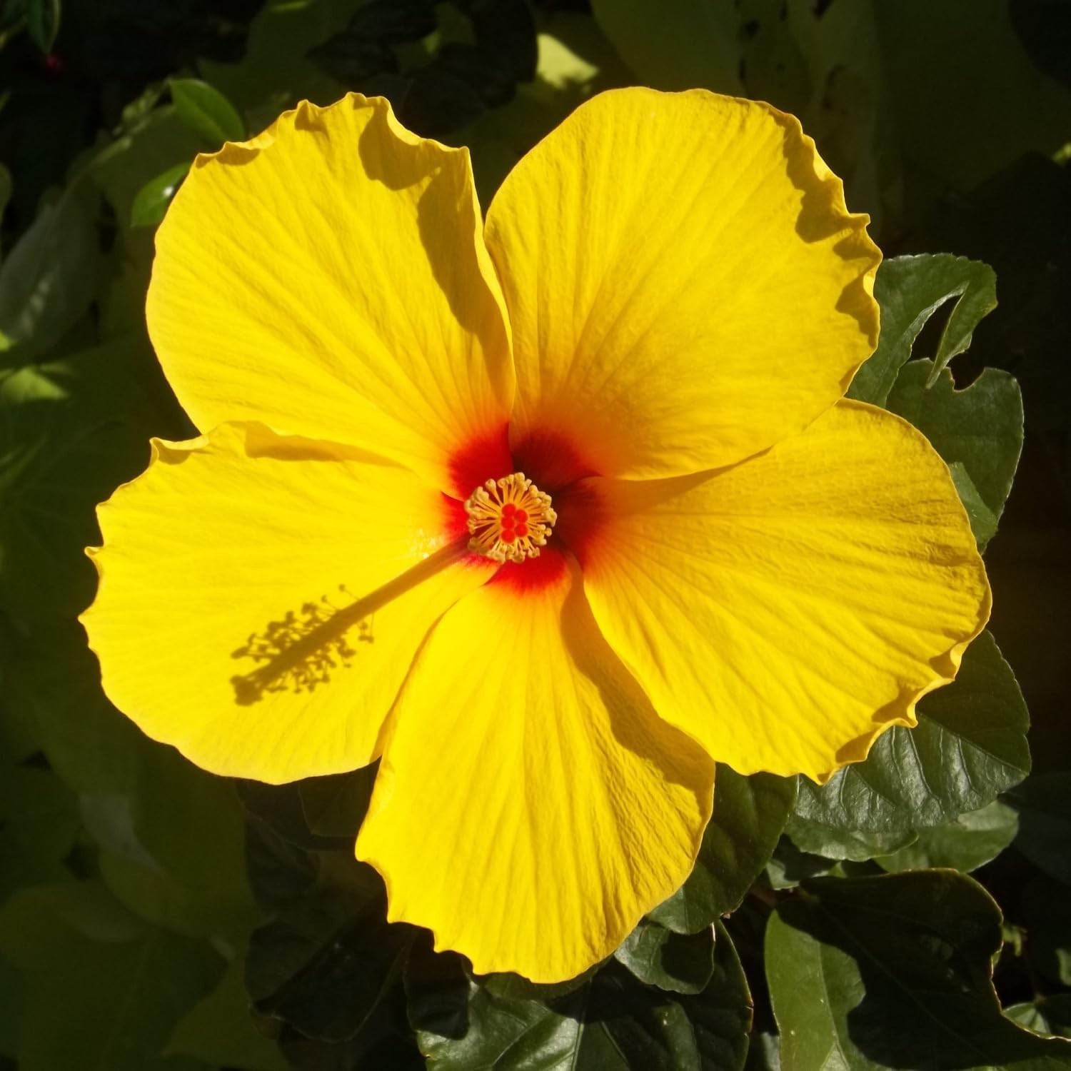2 EXOTIC TEQUILA Hardy Hibiscus Plant Yellow Hibiscus Plants 3 to 5 In tall