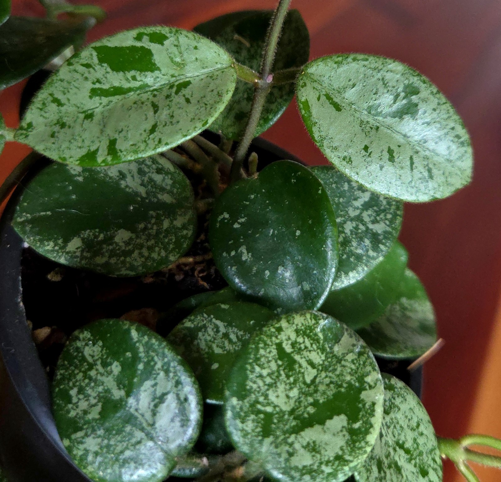 RARE Hoya Splashy Carnosa X Serpens 11″ Long No Monstera Philodendron Anthurium