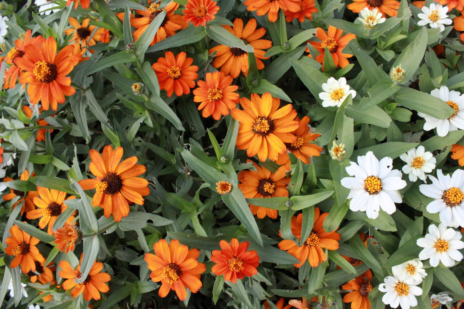 250 ORANGE CLASSIC ZINNIA Elegans (Narrow Leaf / Creeping Zinnia) Flower Seeds