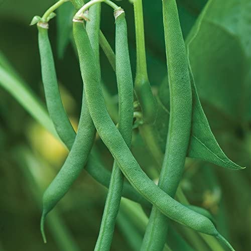 100+ Blue Lake Pole Bean Seeds for Planting Organic Heirloom Non Blue,Green