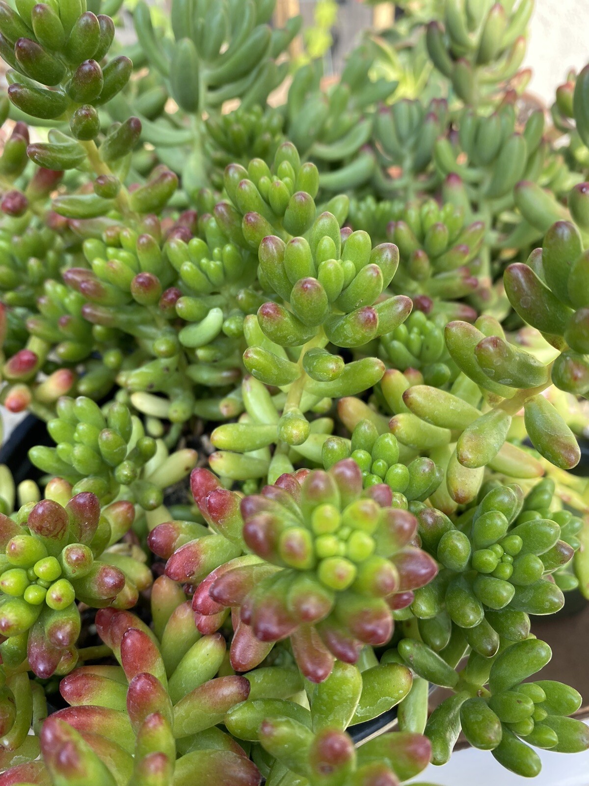 QUANTITY: 10 ORGANIC VARIETIES SUCCULENT – ASSORTED CUTTINGS $13.99