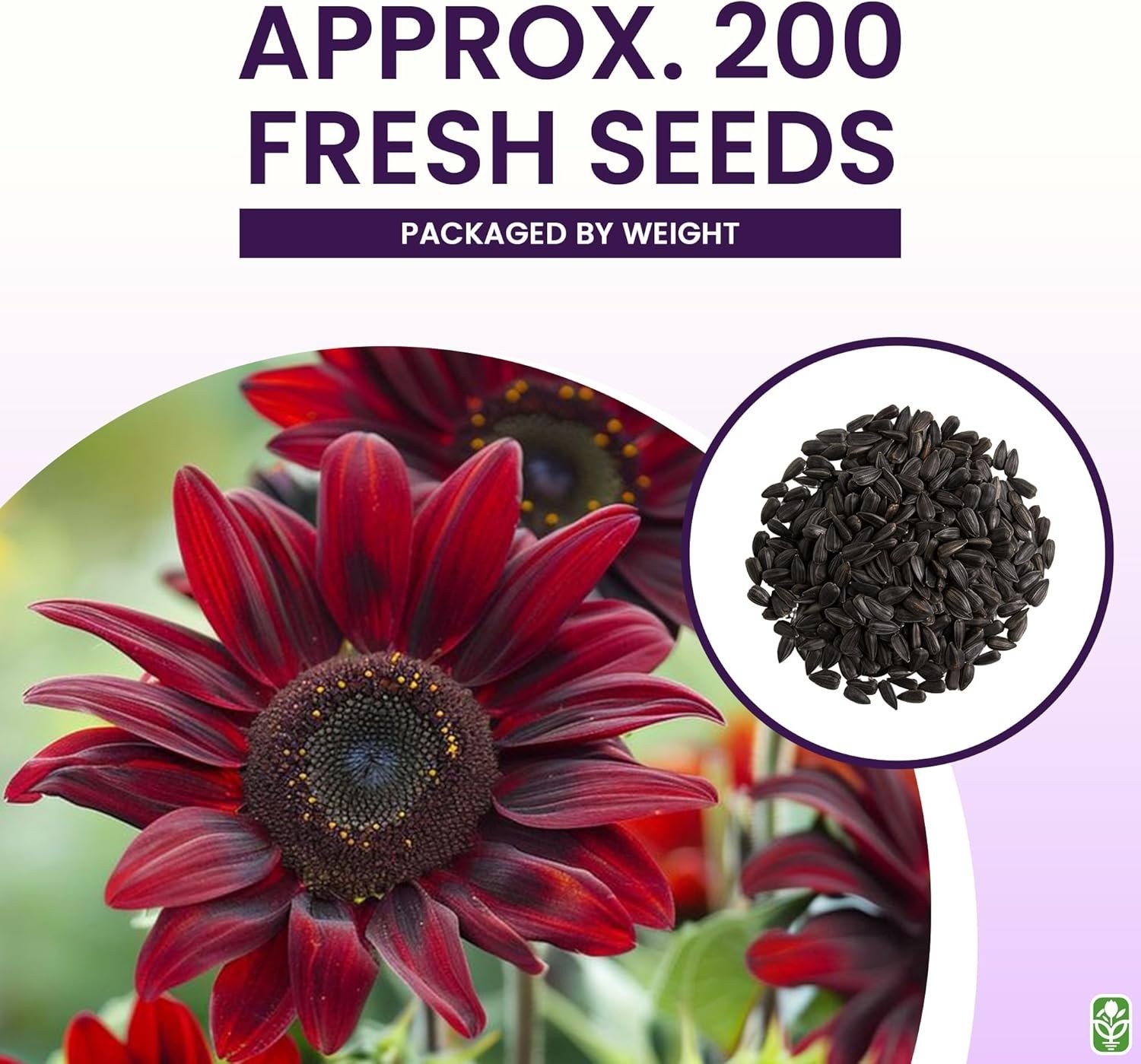Cherry Chocolate Sunflower Seeds 200 Pack Non-GMO Heirloom for Garden Planting