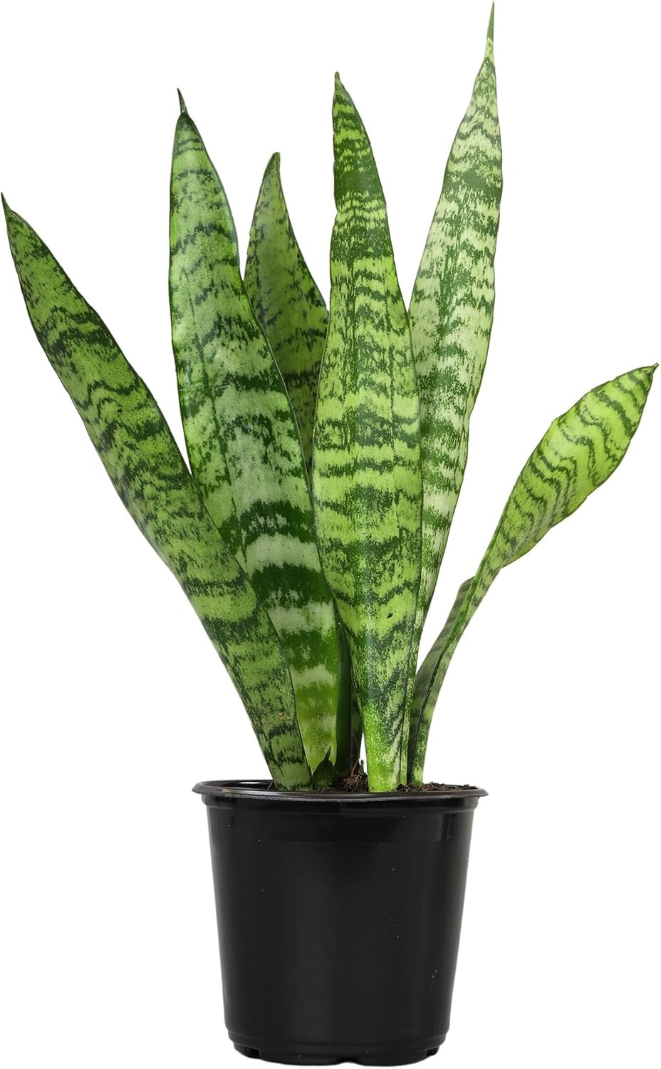 Live Snake Plant, Sansevieria Zeylanica, Indoor House Plant in Pot, Mother
