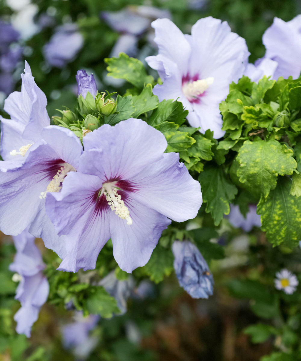 10 Hibiscus Syriacus Cuttings Hardy Hibiscus Assorted Colors Unrooted Cuttings