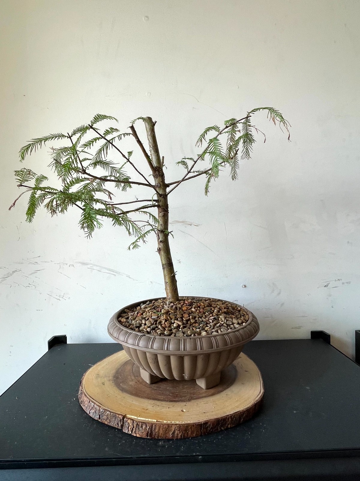 AWESOME! Fantastic Dawn Redwood Pre-Bonsai, 18 Years, GREAT TRUNK