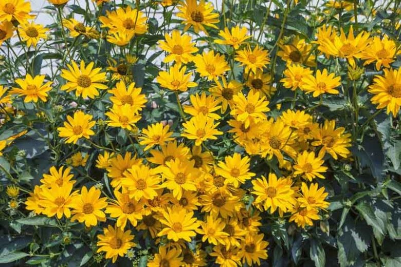 Helianthus tuberosus SUNCHOKE aka JERUSALEM ARTICHOKE – SEEDS!