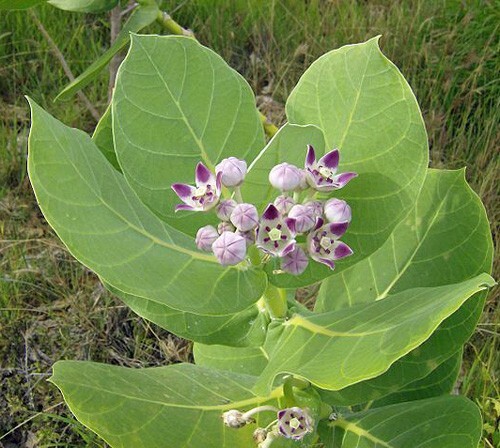Calotropis procera | Sodom Apple | 20 Seeds